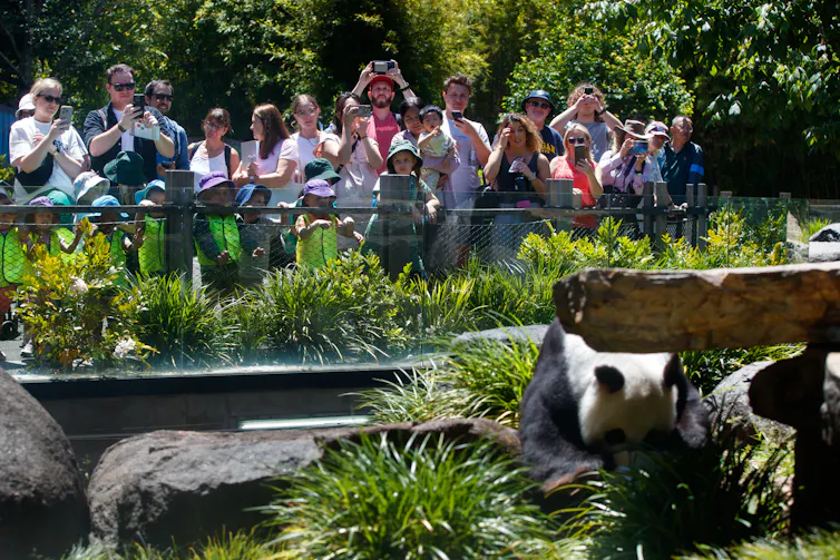 People crowd at a fence to a panda enclosure