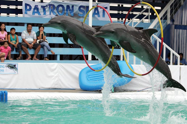Les Dolphins ont sauté sur les cerceaux sur la piscine tout en regardant la foule