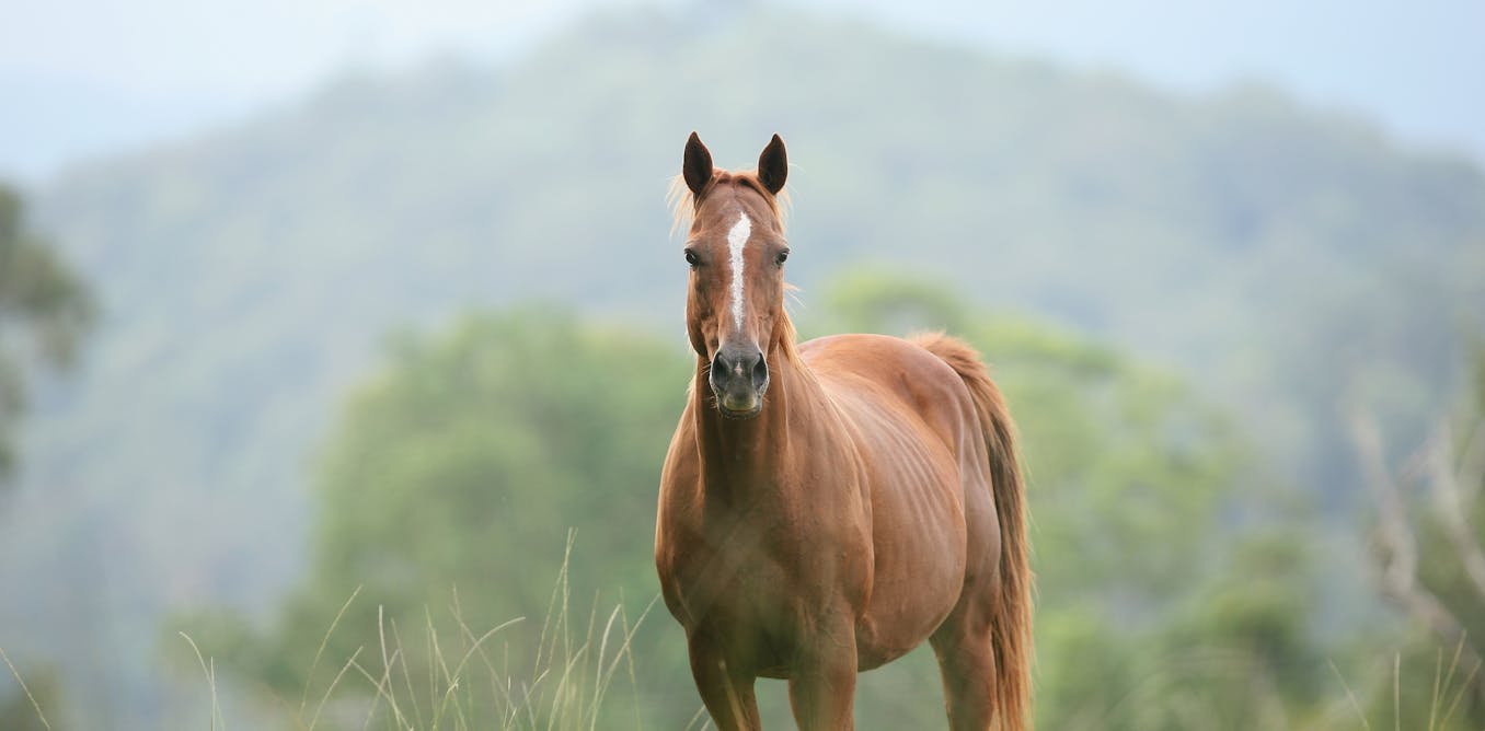 Hendra virus has killed a horse in Queensland. Should we be worried?