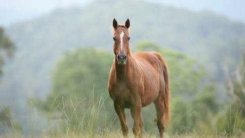 Hendra virus has killed a horse in Queensland. Should we be worried?