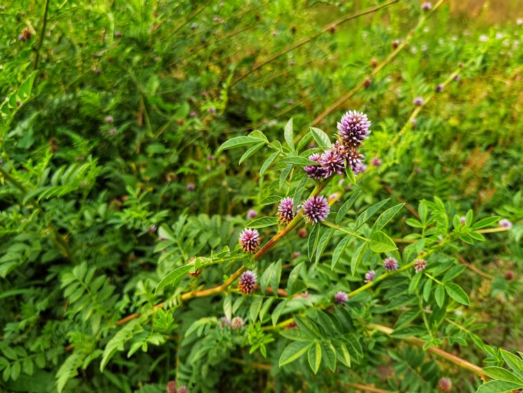 Photo d’un plant de réglisse.