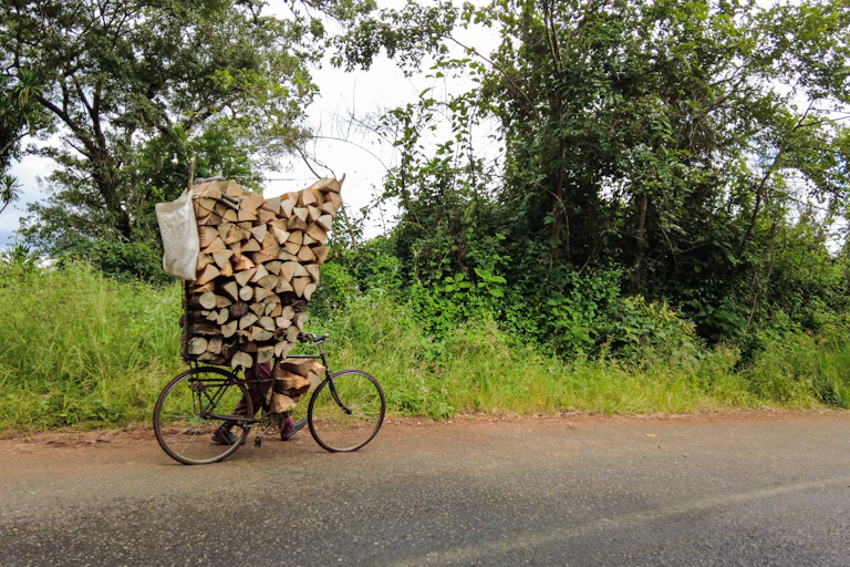A person walks along a tree-lined road, pushing a bicycle laden with firewood