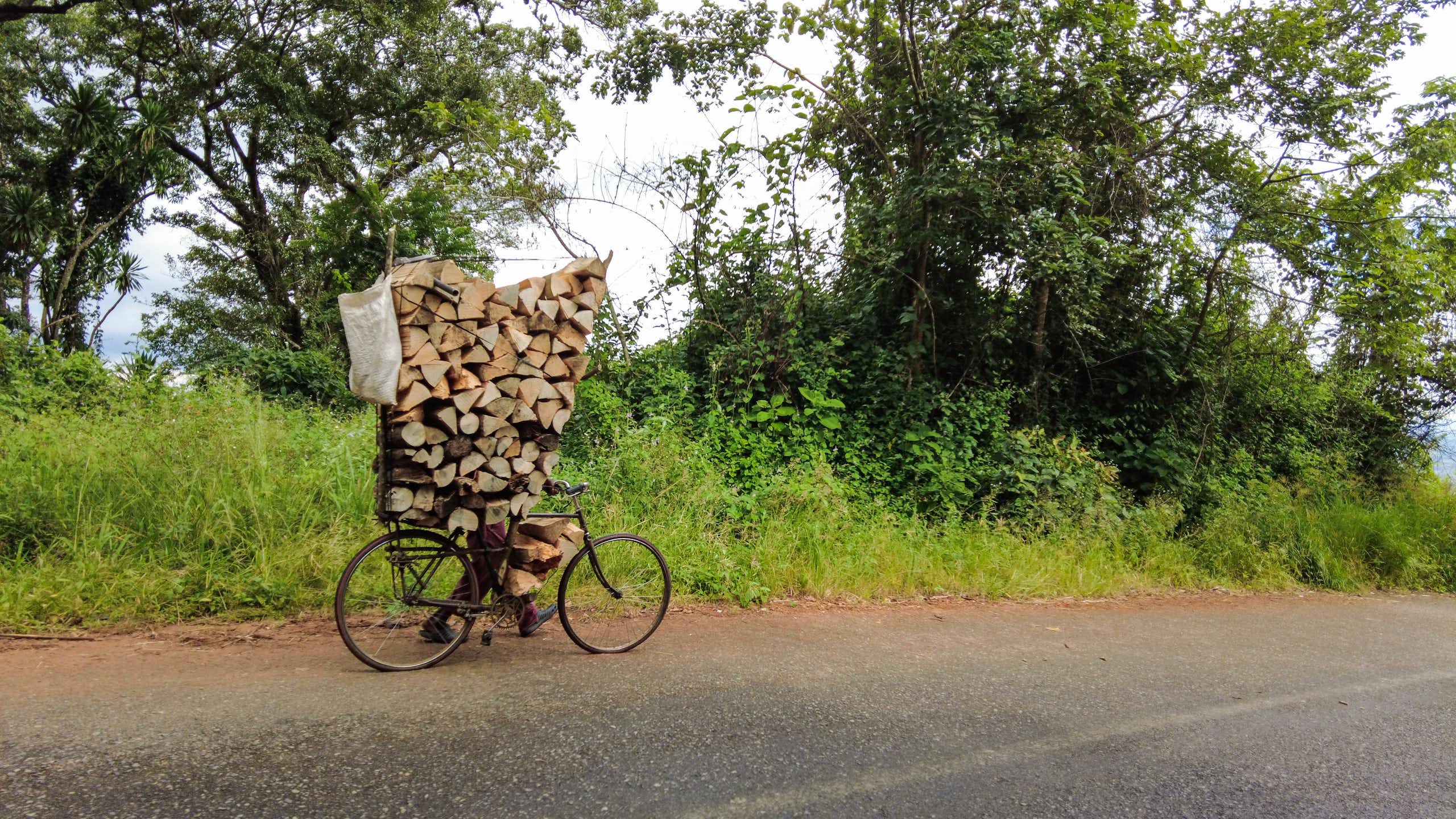 A person walks along a tree-lined road, pushing a bicycle laden with firewood