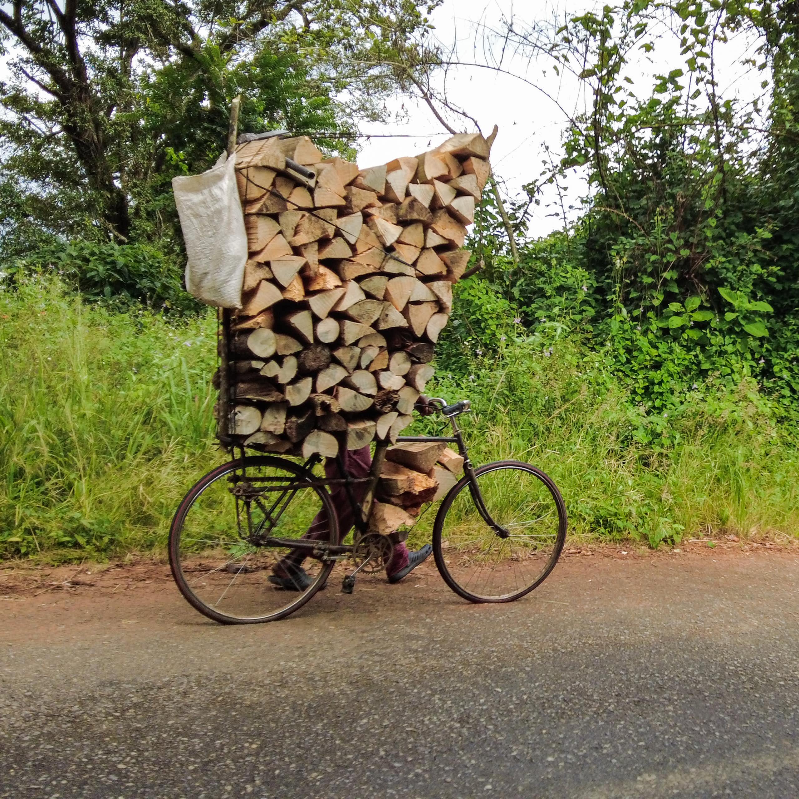 A person walks along a tree-lined road, pushing a bicycle laden with firewood