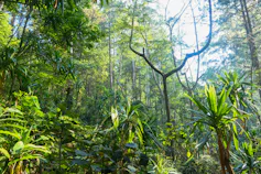A patch of beautiful, green rainforest with ferns and tall trees