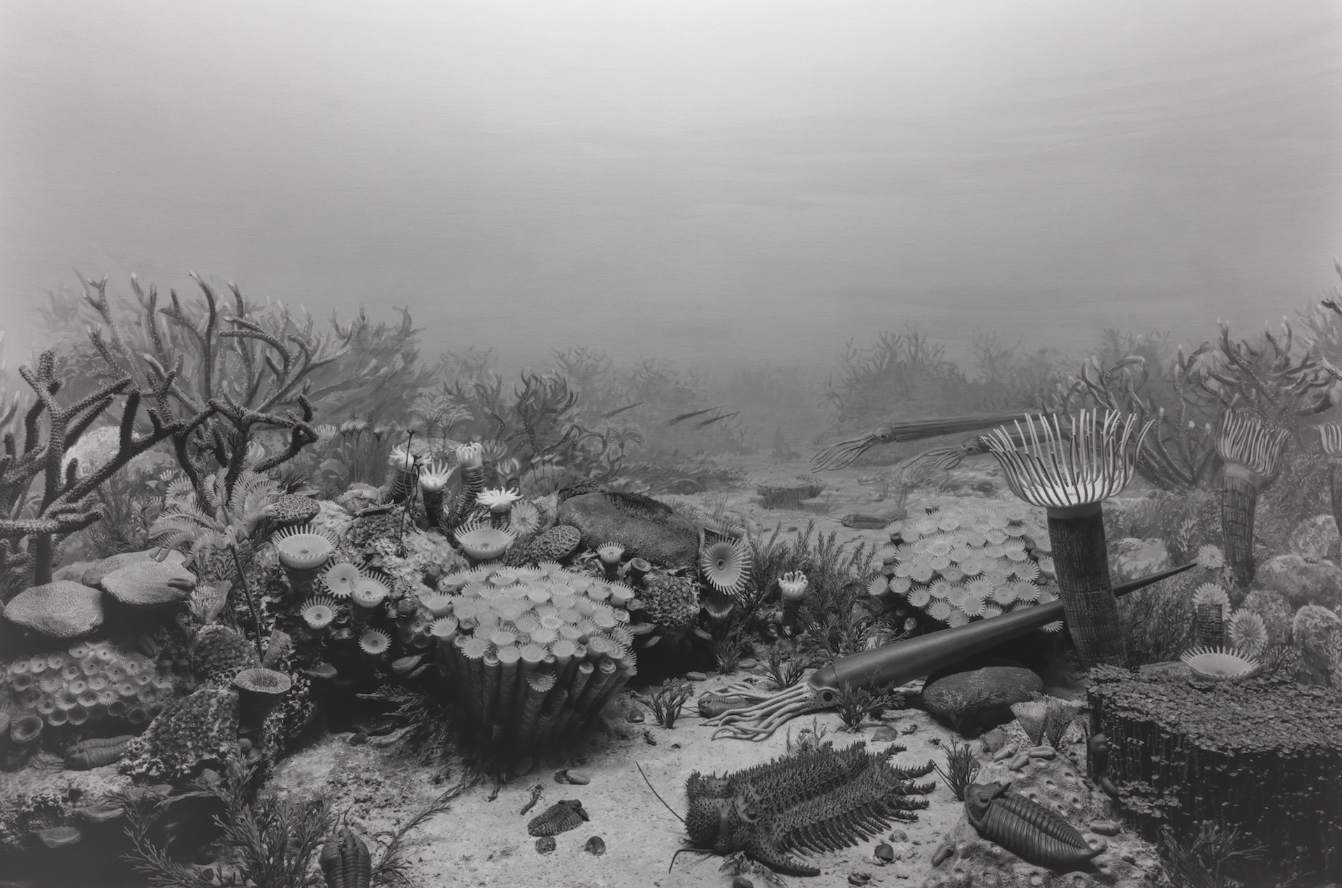 Black and white photograph of sea bed