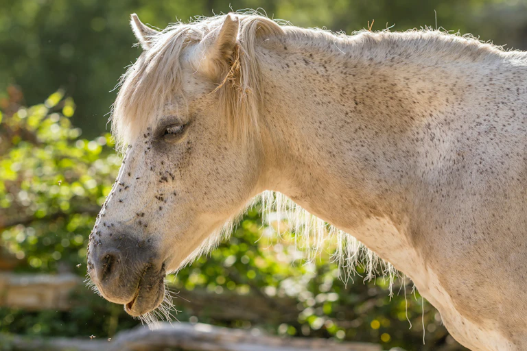 Horse head close-up with annoying insects