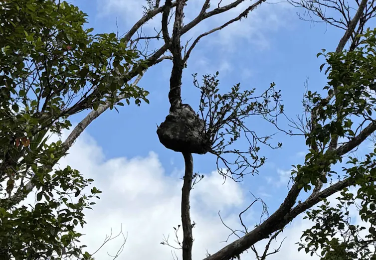 A bulbous plant attached to a branch in a canopy