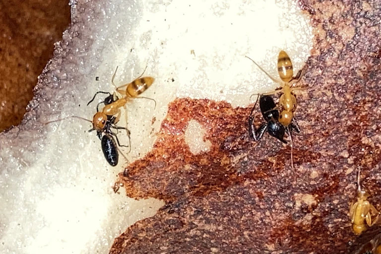 Two pairs of ants colored orange and black fighting
