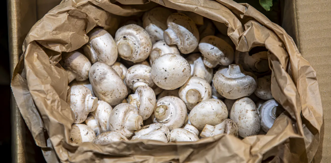 Examining mushrooms under microscopes can help engineers design stronger materials