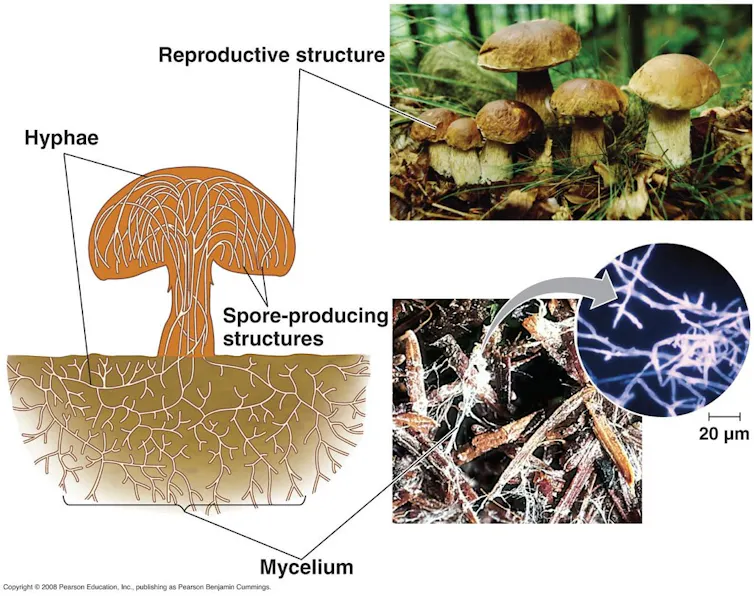 A diagram showing a mushroom with hyphae filaments labeled, as well as the mycelium filaments underground.