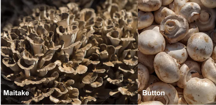 Two mushroom photos, the left is a bracket mushroom with many leaflike structures attached together, the right is button mushrooms which are spherical caps with conical stems.