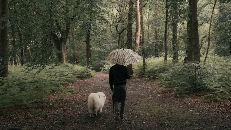 A person walks their dog in the forest.