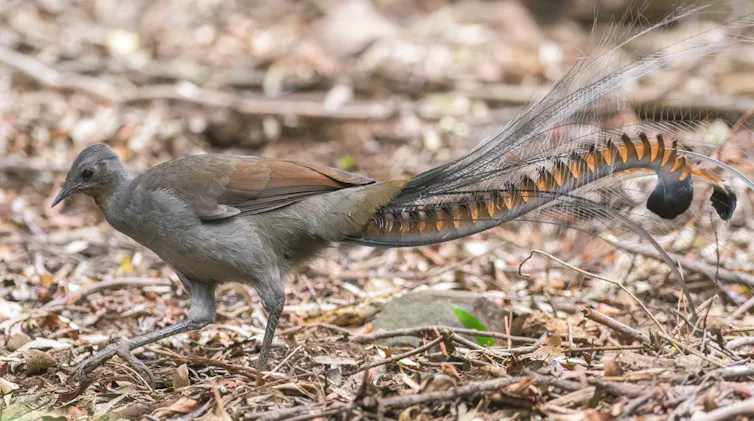 A grey bird with long feet and ornate tail feathers scratching the ground.