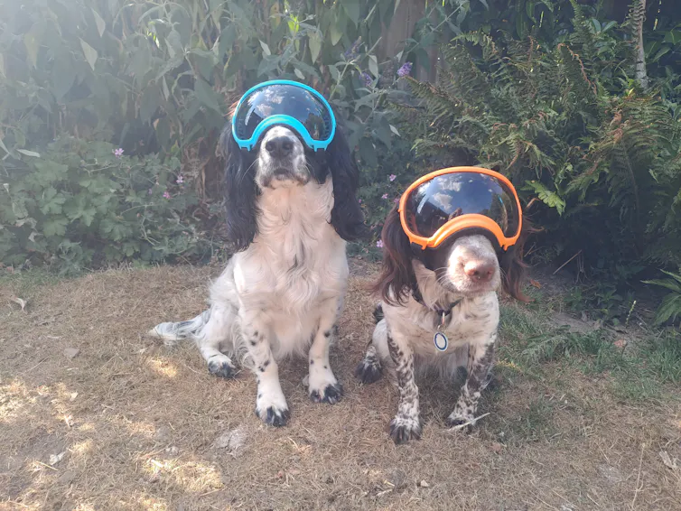 The author's dogs wearing UV protecting sun goggles.