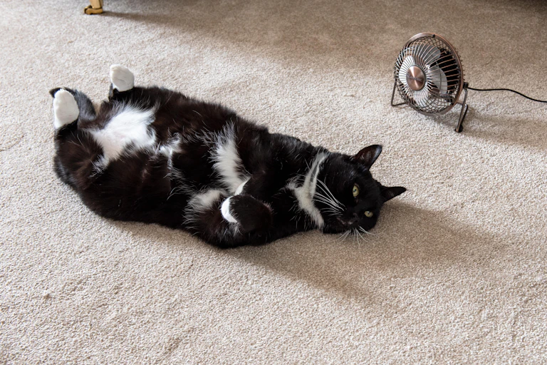 A black and white cat cooling off with a small fan.