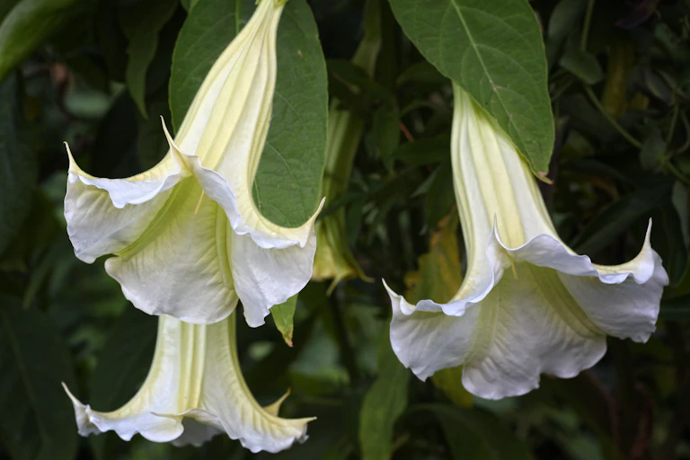 Flores brancas de brugmansia
