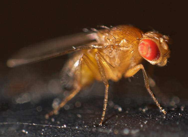 a close up of a fruit fly