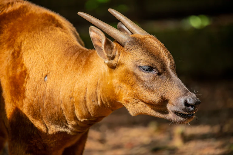 Anoa, an endemic animal of Sulawesi