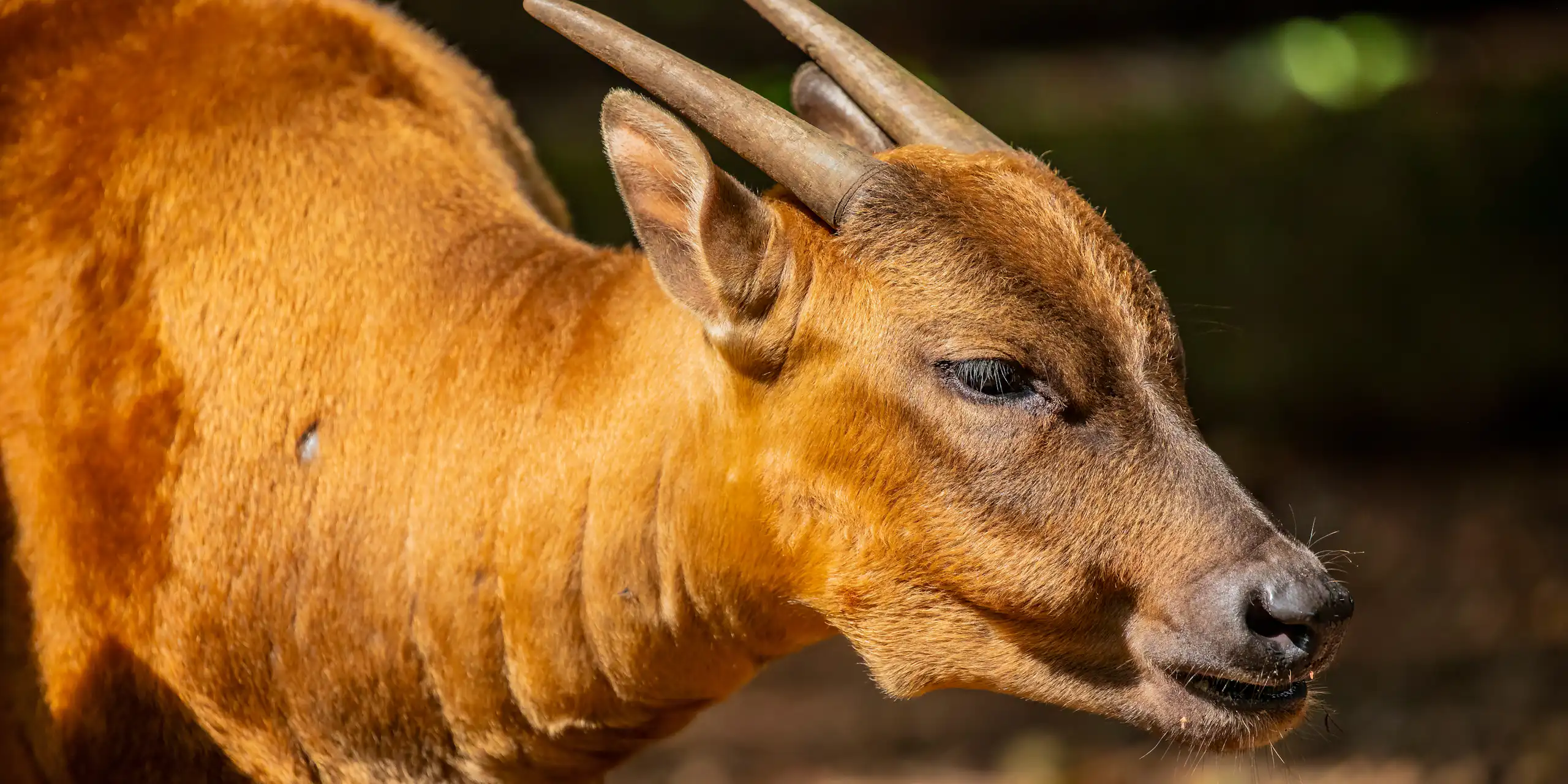 Anoa, an endemic animal of Sulawesi