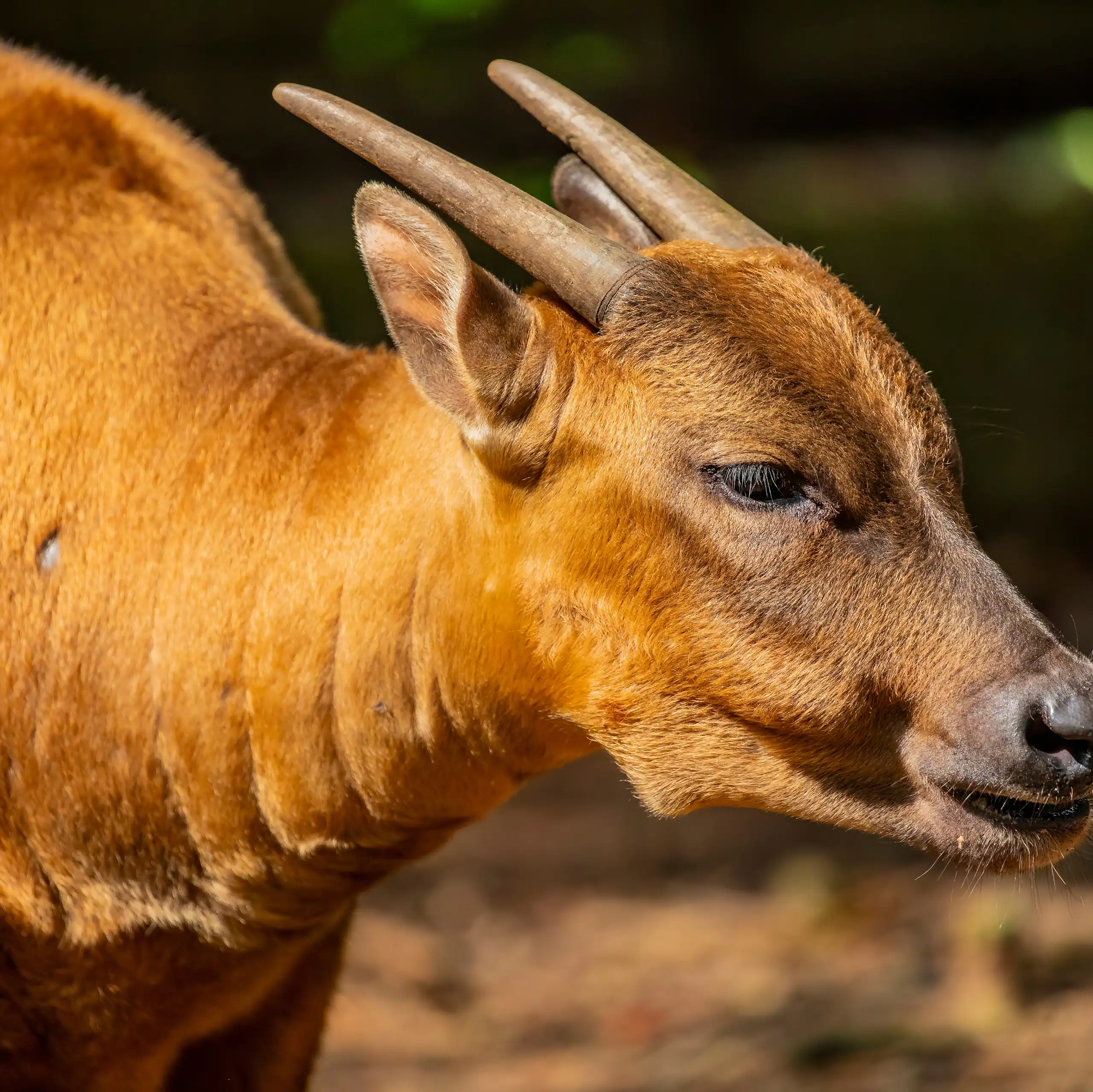 Anoa, an endemic animal of Sulawesi