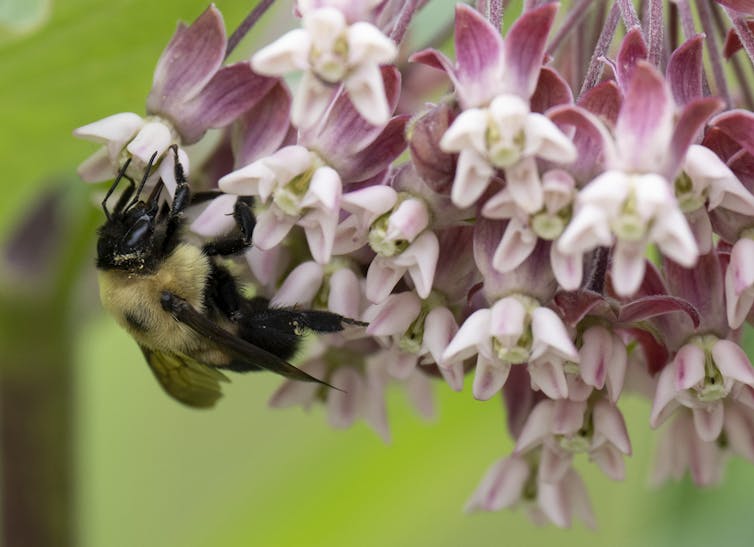 Abeja en una flor con pétalos rosados