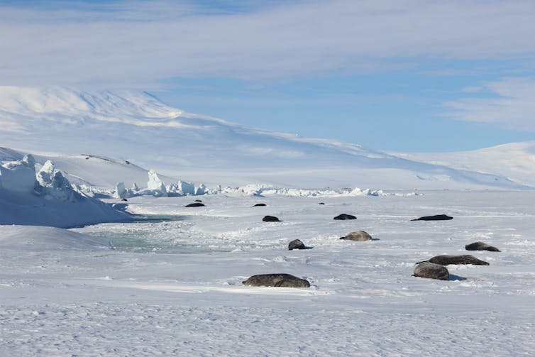 Weddell seals hauled out outside Scott Base, with Mount Erebus in the background.