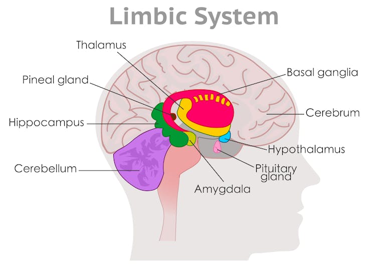 Graphic of the brain