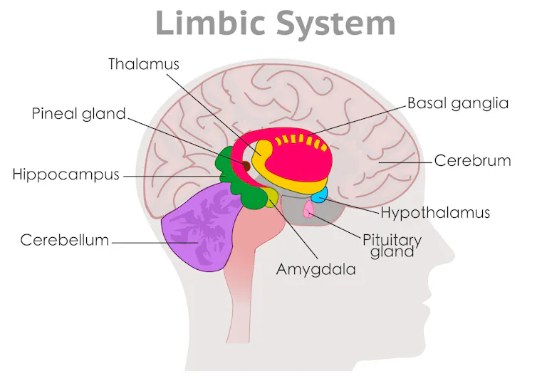 Graphic of the brain