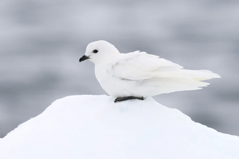 A white bird on a snowy outcrop with black beak, eyes and feet.
