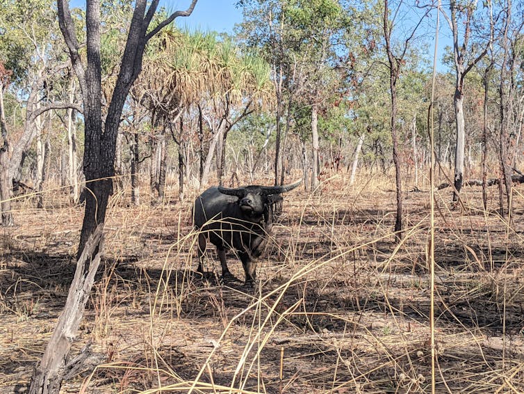 A lone water buffalo standing in the shade of trees in a dry savanna woodland