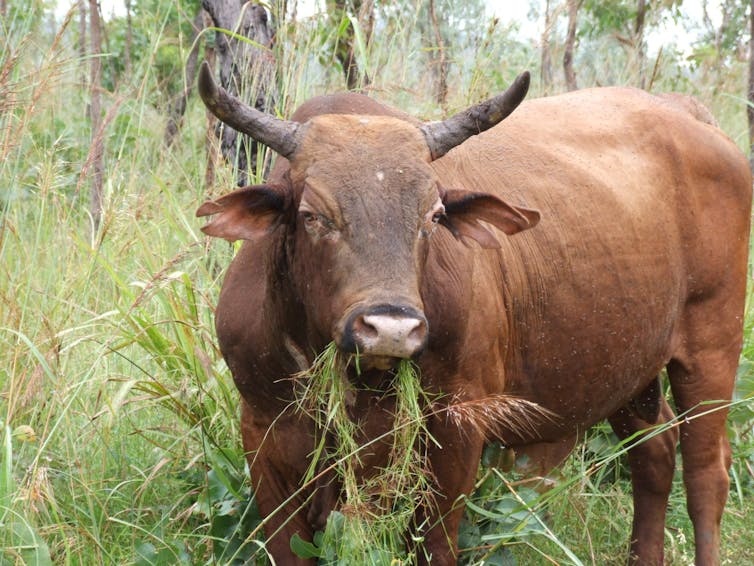 A large brown bull eating grass