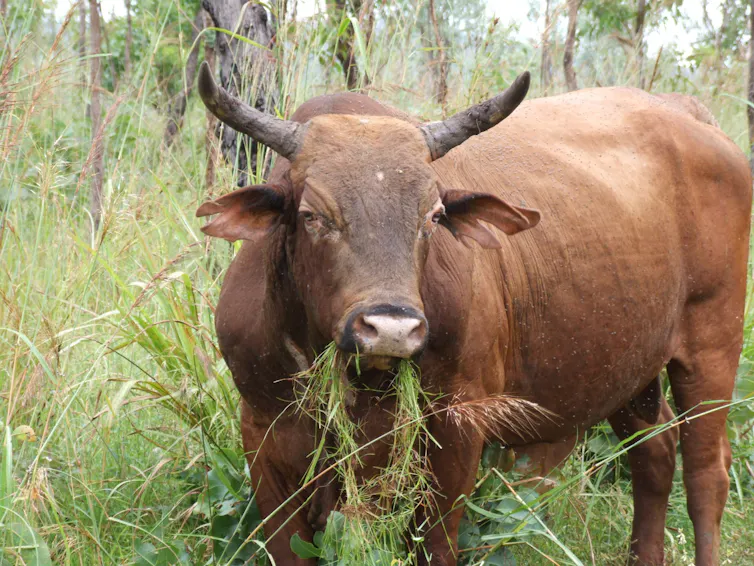 A large brown bull eating grass