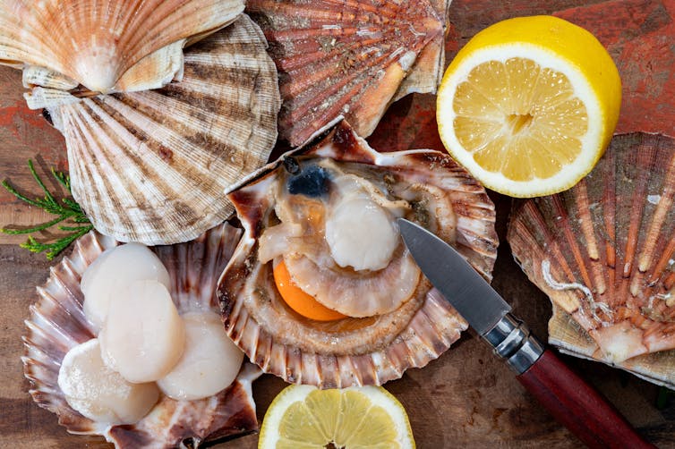 Fresh scallops and half a lemon