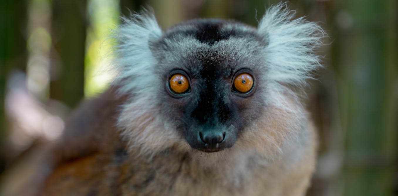 Alpha males are surprisingly rare among primates – new research