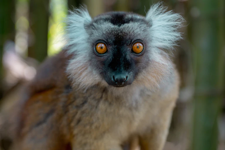 Monkey with white fur tufts of the side of her head looks at the camera.