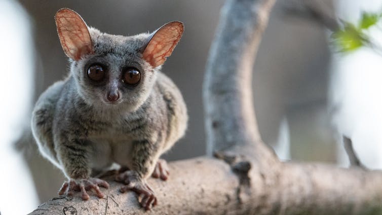 Bushbaby perches on tree branch.