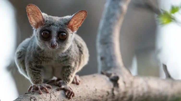 Bushbaby perches on tree branch.