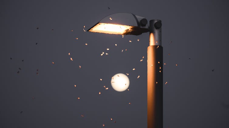 Moths fluttering around a street lamp in the evening.