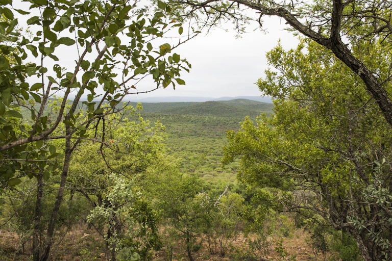 Landscape with bushes, trees and distant hills