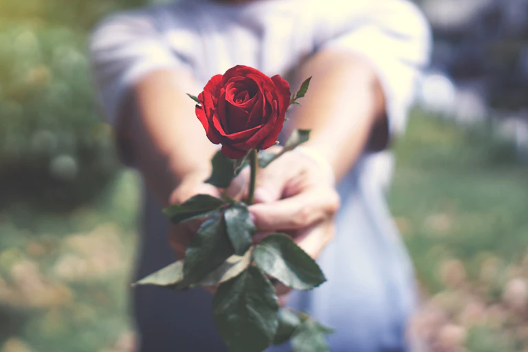Man holding out single red rose.