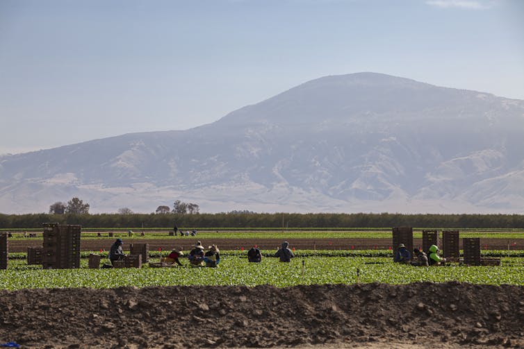 Workers on farmland with mountains in the background.
