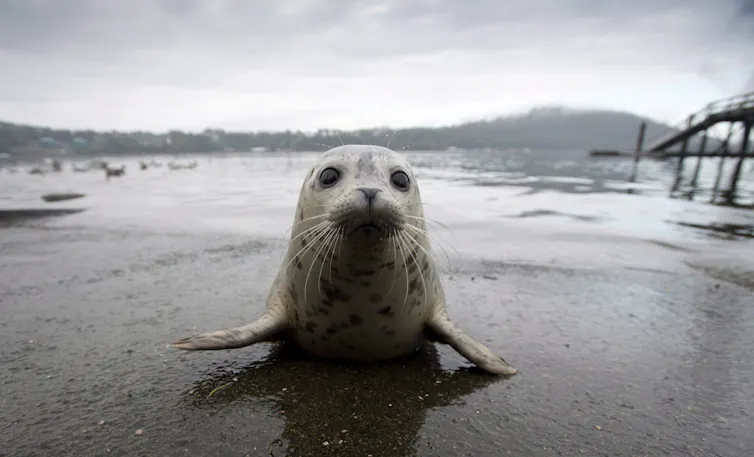 A closeup image of a seal pup looking into the camera