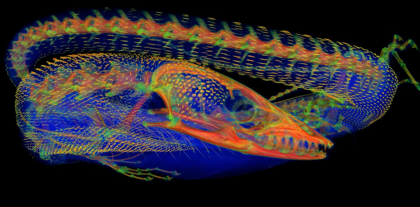New study peers beneath the skin of iconic lizards to find ‘chainmail’ bone plates – and lots of them New study peers beneath the skin of iconic lizards to find ‘chainmail’ bone plates – and lots of them