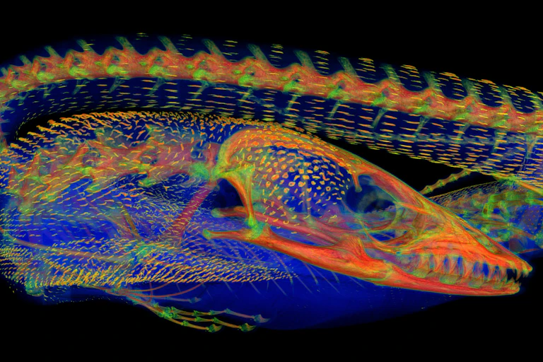 An x-ray type image rendered in rainbow colours showing the bone details of a lizard-like animal.