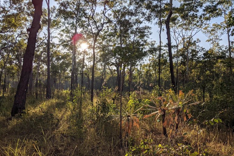 The sun peeks through the trees, casting shadows on the grasses and shrubs of the tropical savanna
