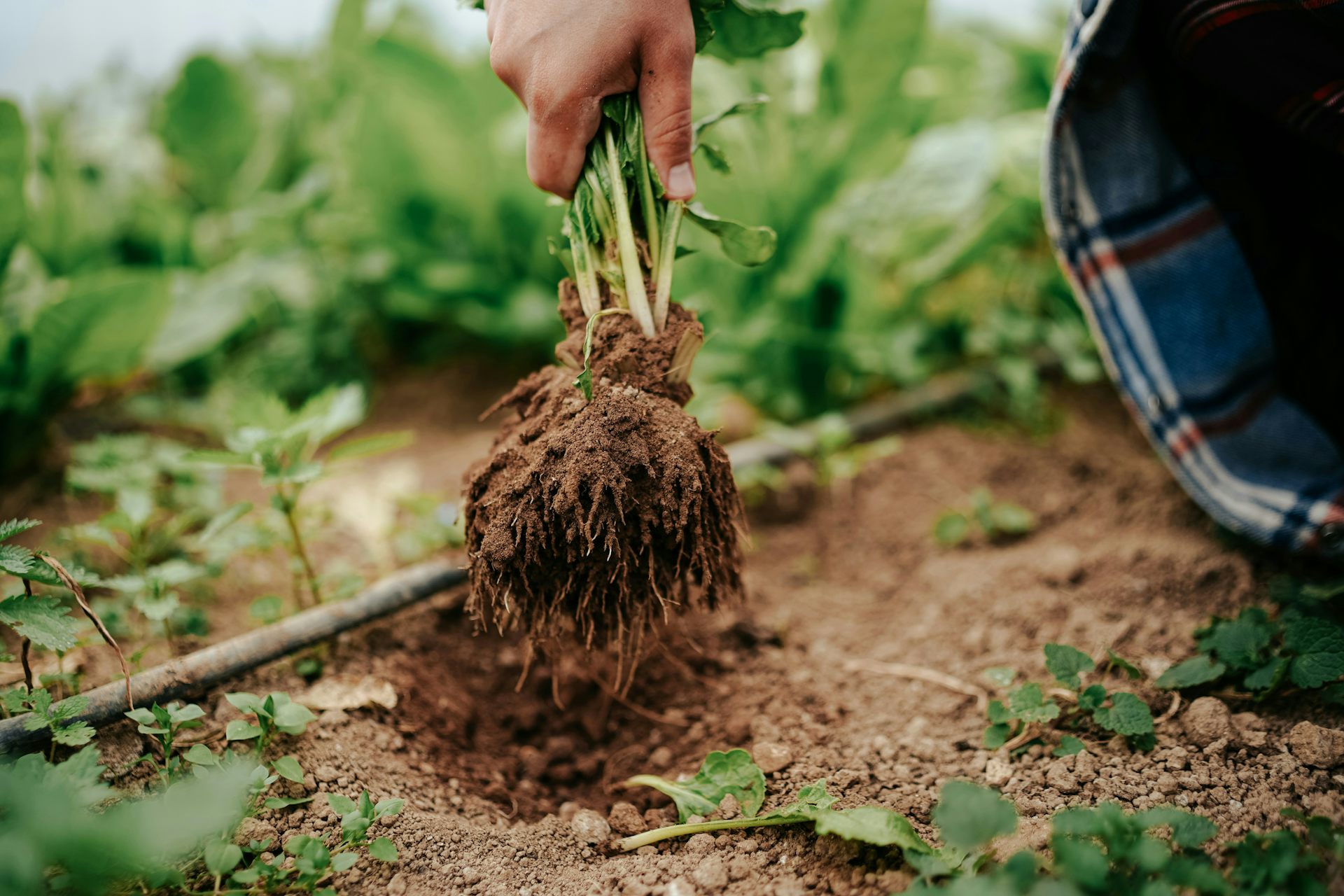 a person's hand holding a plant pulled out from the ground