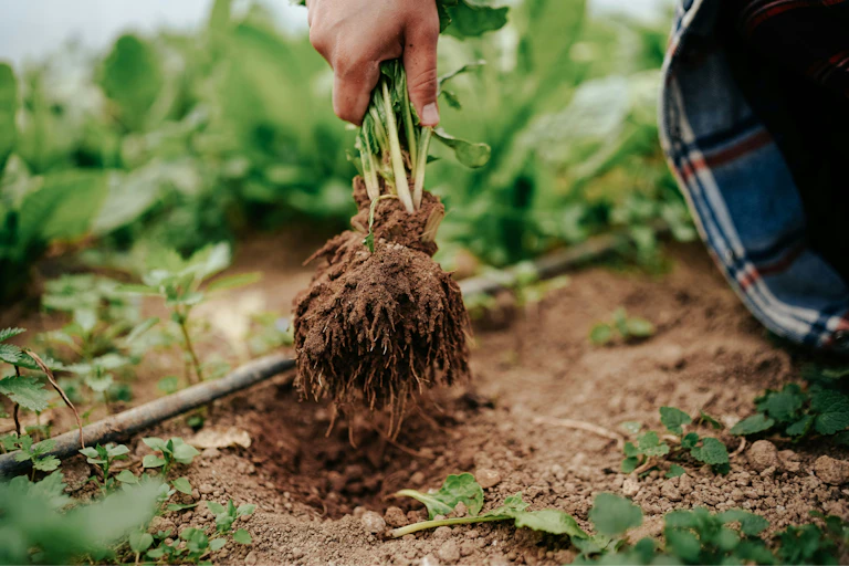 a person's hand holding a plant pulled out from the ground