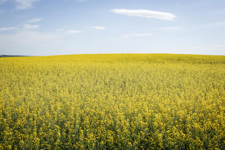 fields of a yellow flowering crop