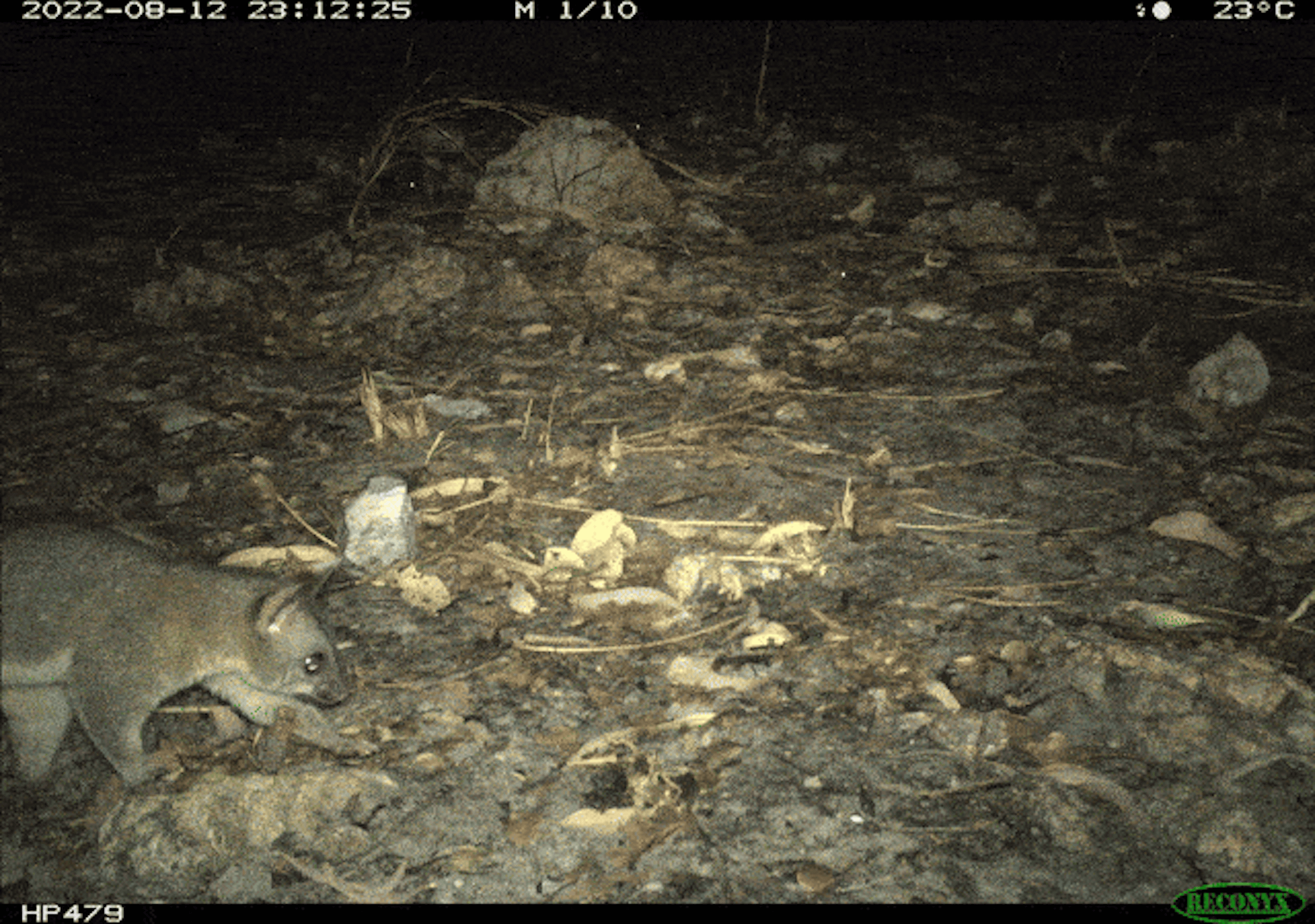 A northern brushtail possum captured on camera in Arnhem Land, Northern Territory.